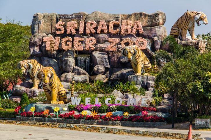 Тигровый зоопарк Сирача в Паттайе